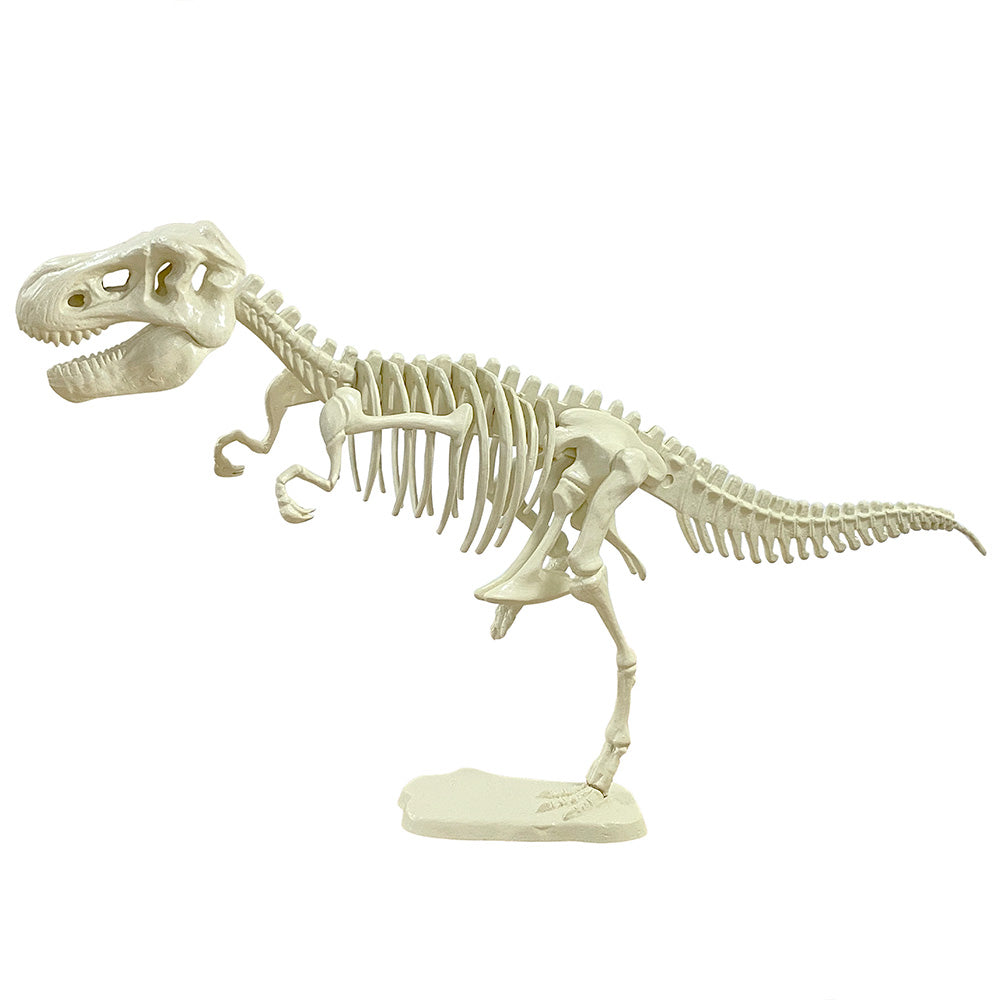Dinosaurs Skulls Puzzle  Paleontology Learning Game