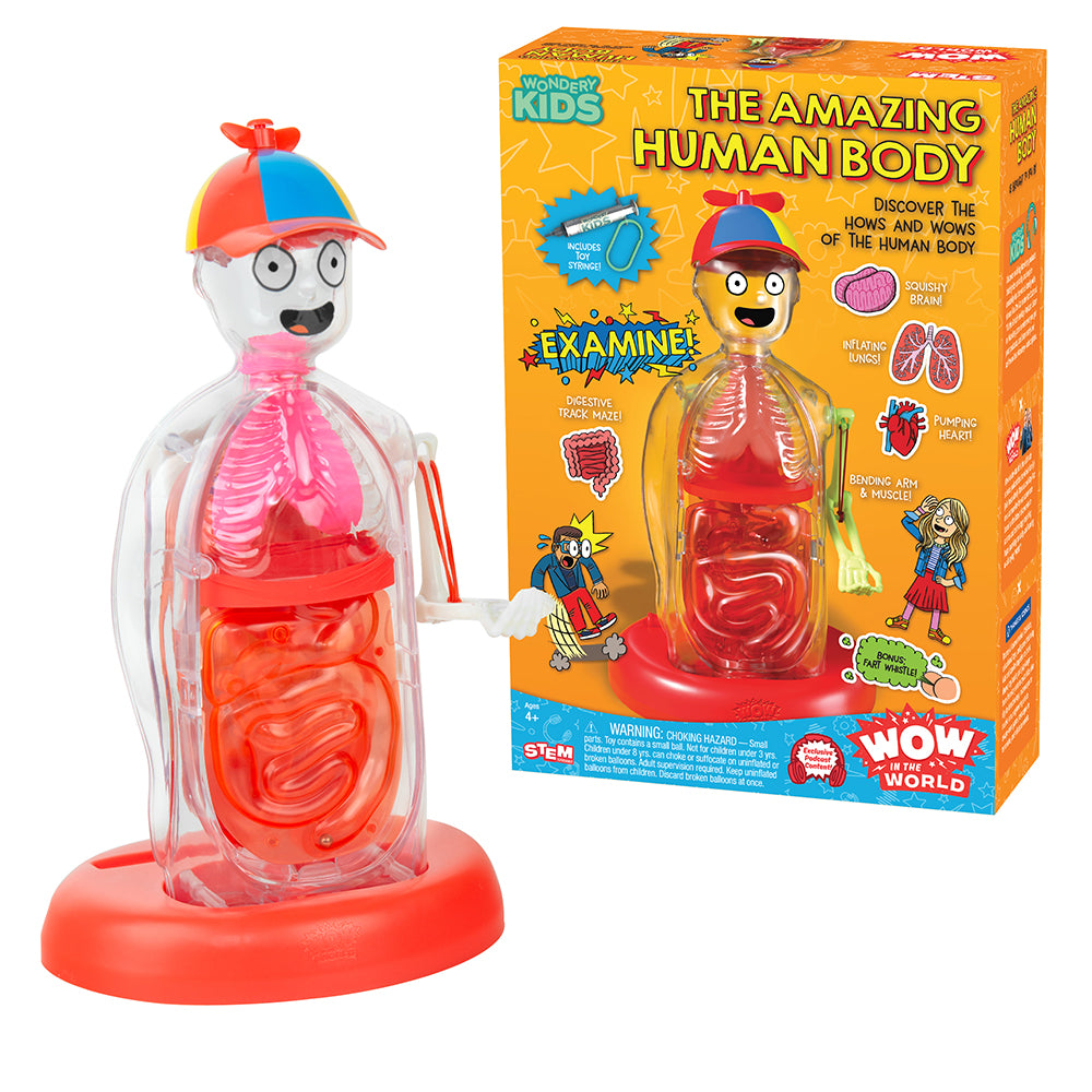 WOW in the world Human Body Box and Model