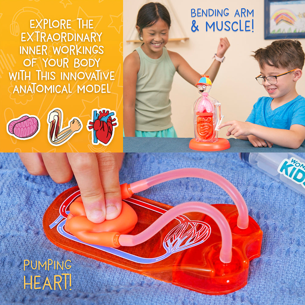 WOW in the World Human Body: model and pumping heart mechanism